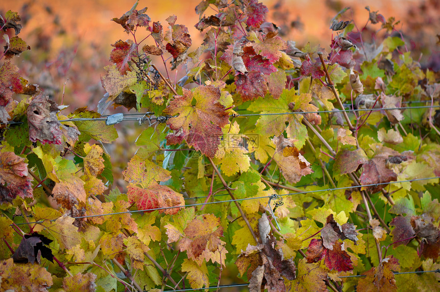 葡萄树叶生长场地叶子酿酒山脉晴天植物纳帕农场植物学图片