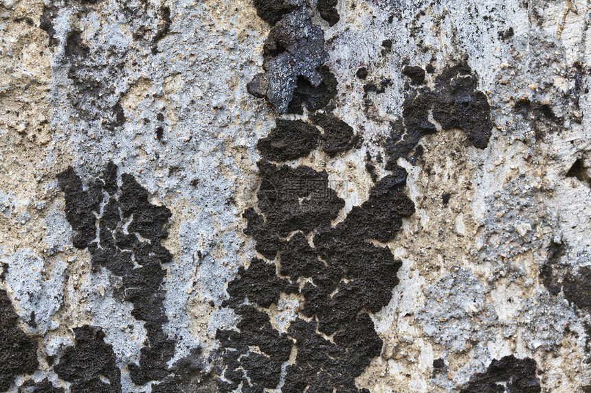 有苔的旧墙植物衰变模具材料地衣生长苔藓动物岩石潮湿图片