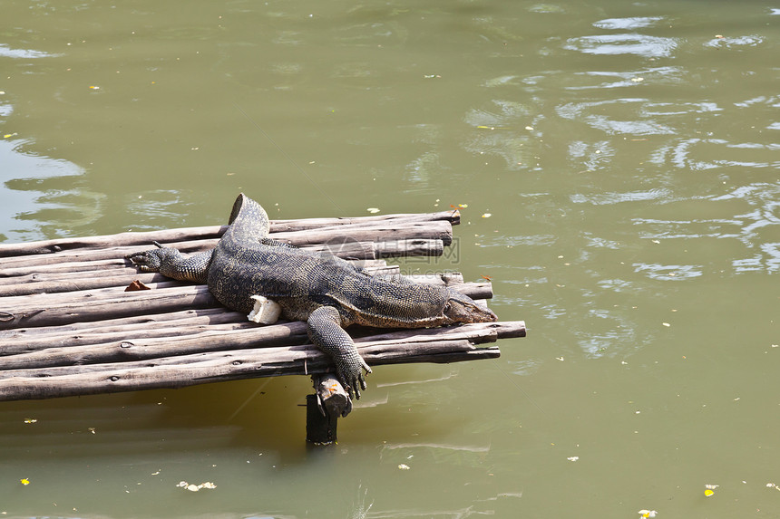 木筏上休息的蜥蜴监测器荒野热带爬虫绿色监视器动物群图片