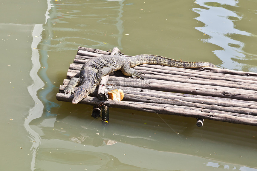 木筏上休息的蜥蜴监测器荒野监视器爬虫绿色热带动物群图片