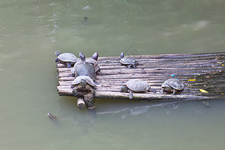 行为学坐在木筏上的一群水龟背景
