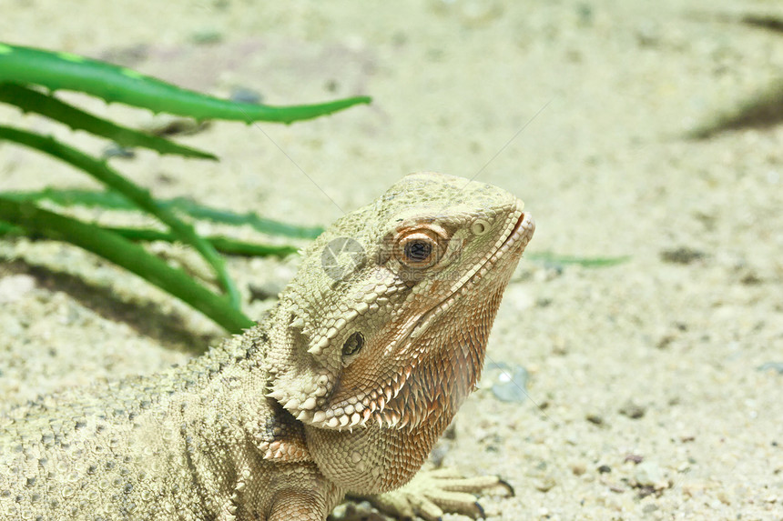 小蜥蜴 黄光的胡须龙绿色热带监视器动物群荒野爬虫图片