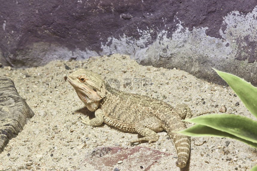 小蜥蜴 黄光的胡须龙动物群热带爬虫绿色荒野监视器图片