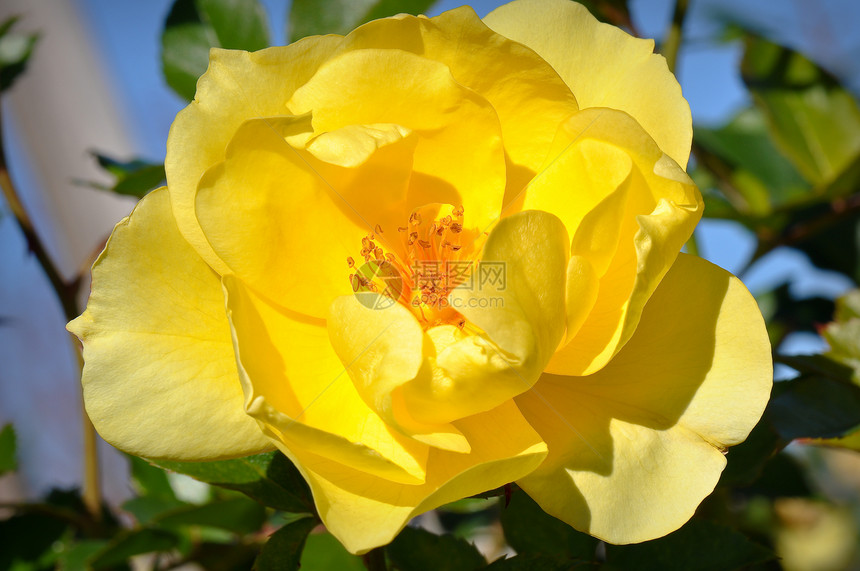 黄玫瑰玫瑰季节性花园花瓣黄色图片
