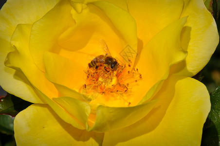 黄玫瑰花园黄色季节性花瓣蜜蜂玫瑰背景图片
