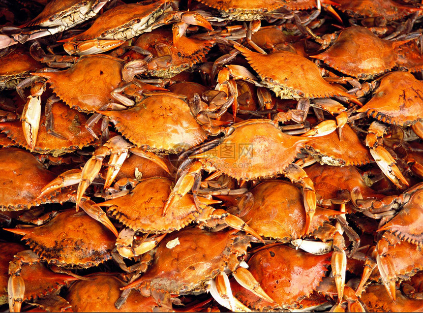 蓝色螃蟹(Blue Crabs)图片