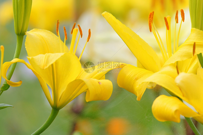 黄李季节花瓣牧场土地城市叶子草地环境摄影花朵图片