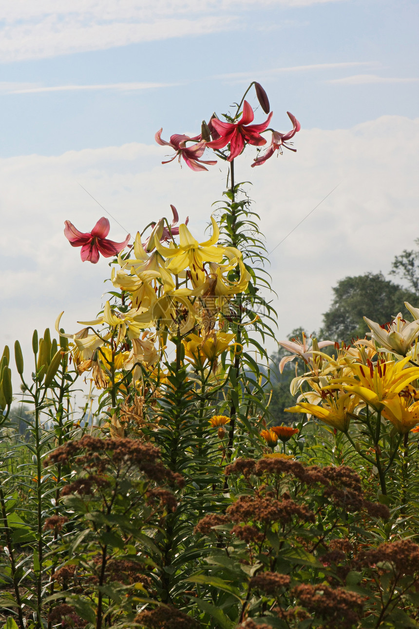 多色胶囊阳光植物美丽奶油色百合花瓣蓝色季节紫色场景图片