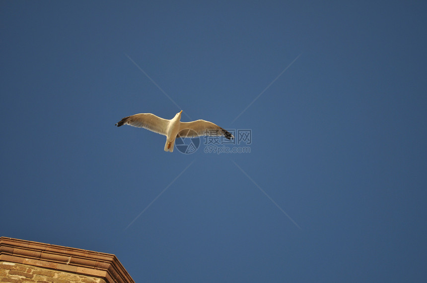 海鸥飞行鸟蓝天自由图片
