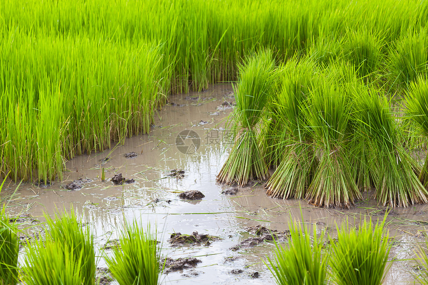 泰国稻田Spropout场地树木爬坡粮食生长植物流动培育食物幼苗图片