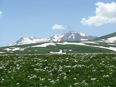 花朵植被高山青菜斜坡路线旅游山丘冰川距离天空背景图片