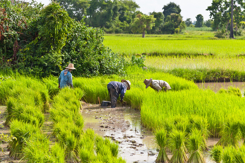 泰国水稻田农民组织蓝色农场粮食男人气候工作旅行食物电缆劳动图片