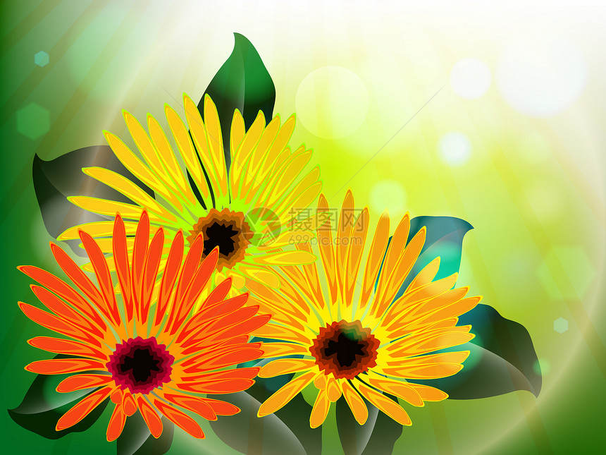 光花和光花抽象季节绿色镜片光学阳光叶子宏观花朵射线树叶图片