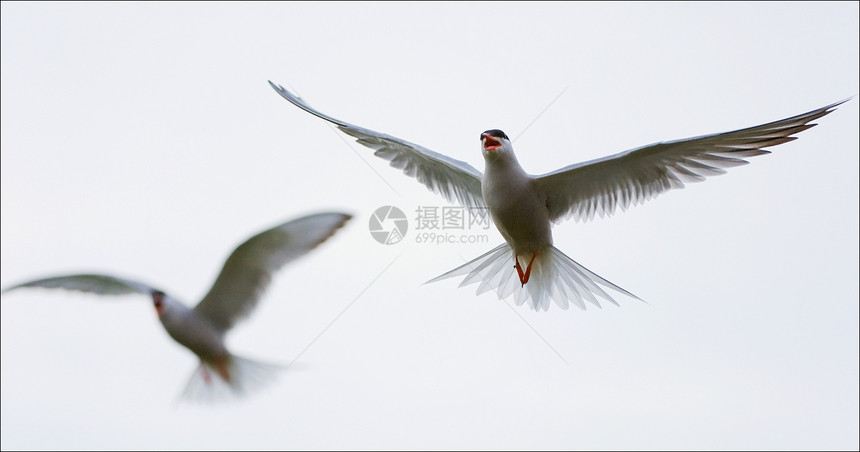 空气中有两条龙羽毛自由动物野生动物荒野摄影阳光翅膀场景蓝色图片