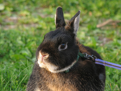 系着皮带的侏矮兔子背景图片