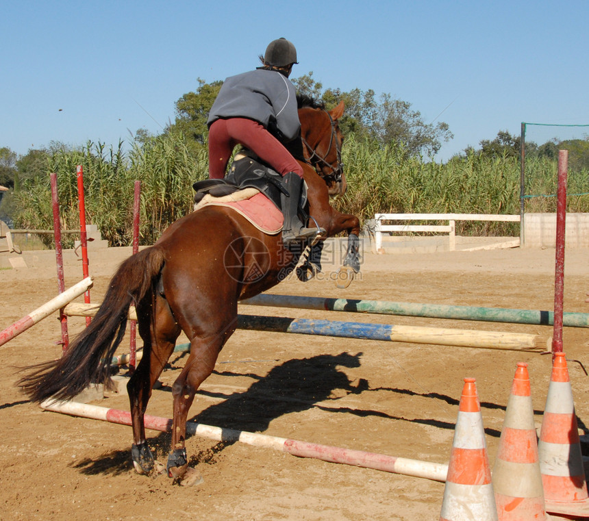 跳跃棕色马匹女士训练宠物伴侣头盔运动母马闲暇竞赛动物图片