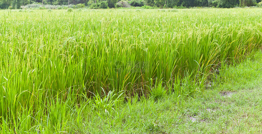 田里的水稻 泰国食物生产生长经济叶子粮食场地农田稻田季节图片