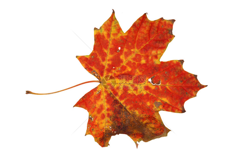秋叶环境宏观森林季节木头树叶阳光公园墙纸植物图片