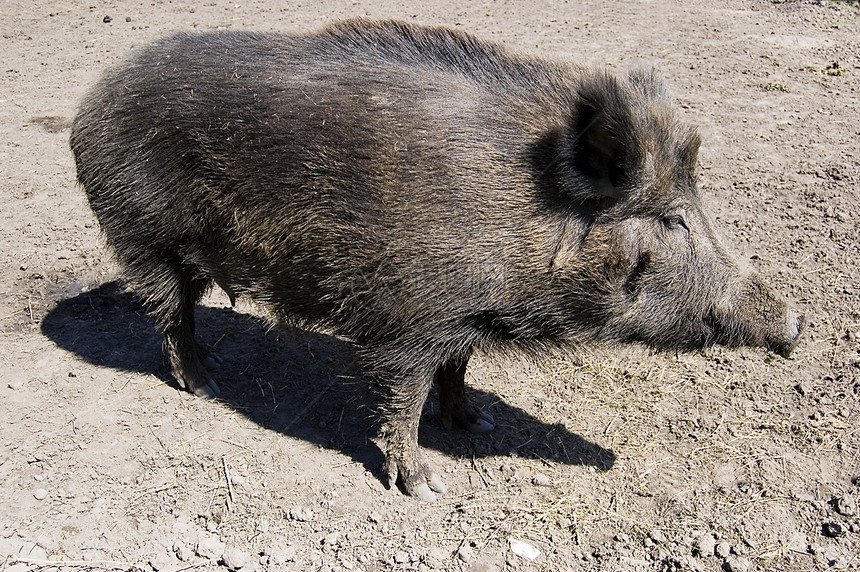 野猪公猪木头国家男性荒野毛皮公园哺乳动物猪肉野生动物图片