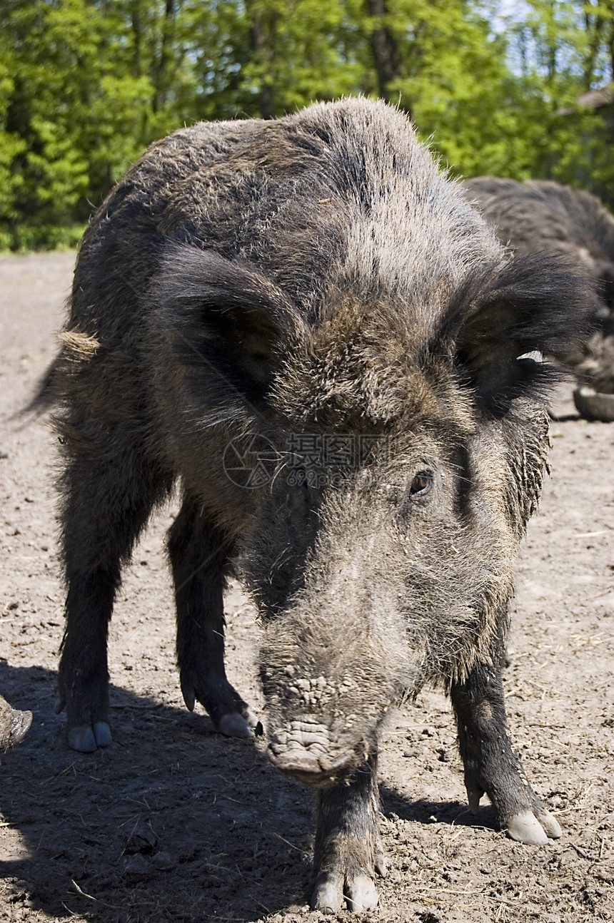 野猪男性国家公猪公园猪肉荒野毛皮哺乳动物野生动物木头图片