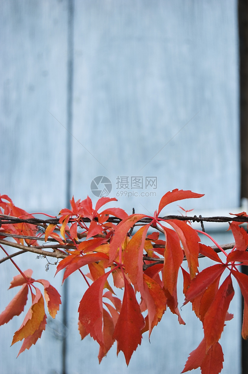 红秋叶蓝色木板叶子植物红色树叶环境季节乡村橙子图片