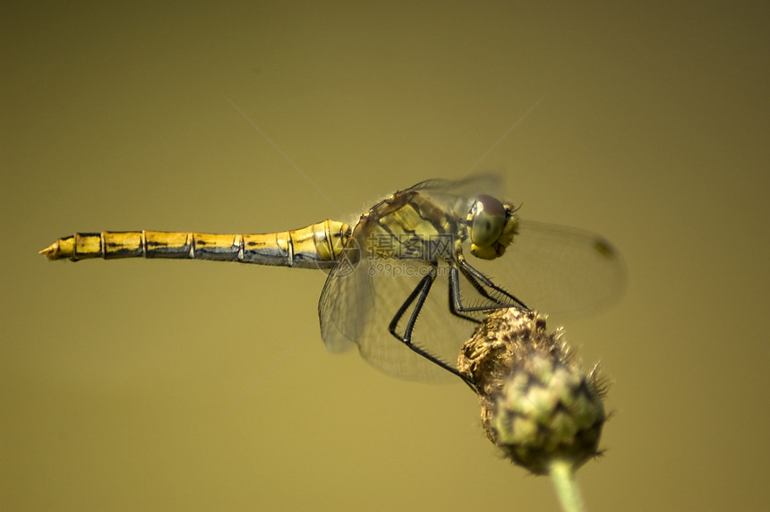 花上飞龙动物群公园蜻蜓绿色昆虫生物眼睛蓝色生活植物图片