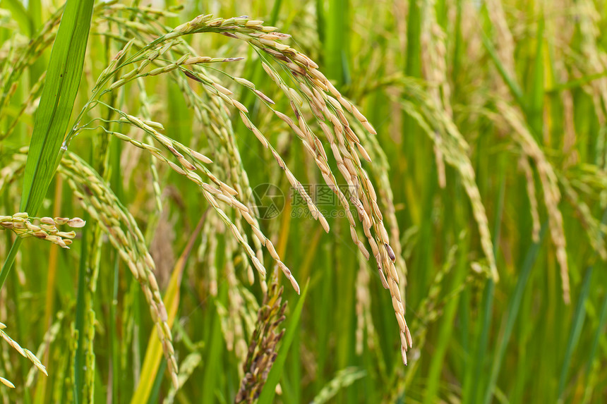 田里的水稻 泰国农田经济植物栽培谷物种植园场地农村季节粮食图片