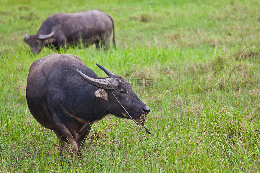哺乳动物 草原上的泰国水牛喇叭动物生物动物群荒野野生动物树木农民场地工作图片