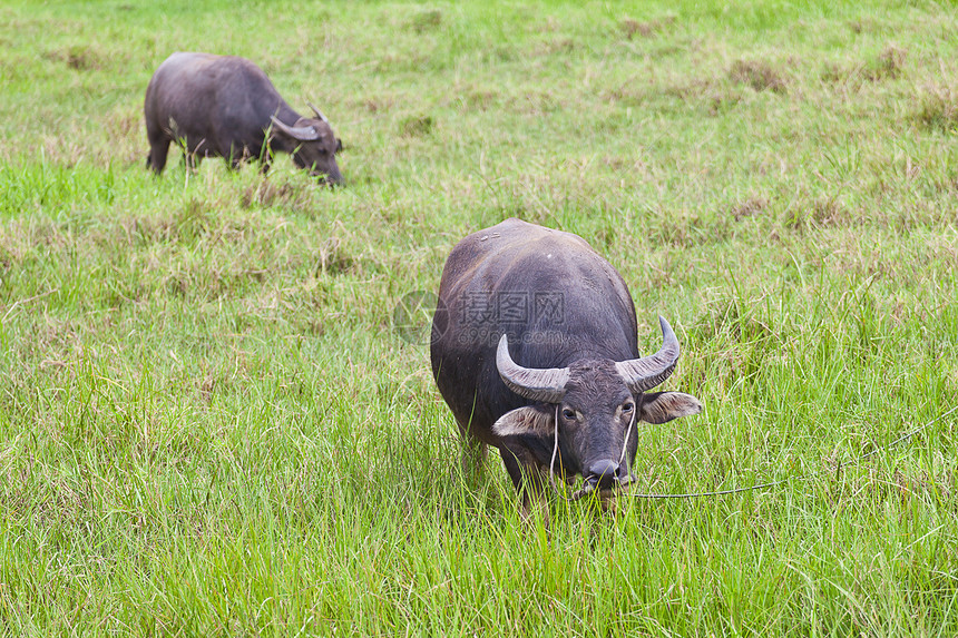 哺乳动物 草原上的泰国水牛野生动物收成树木文化农民动物群农场场地农业男性图片