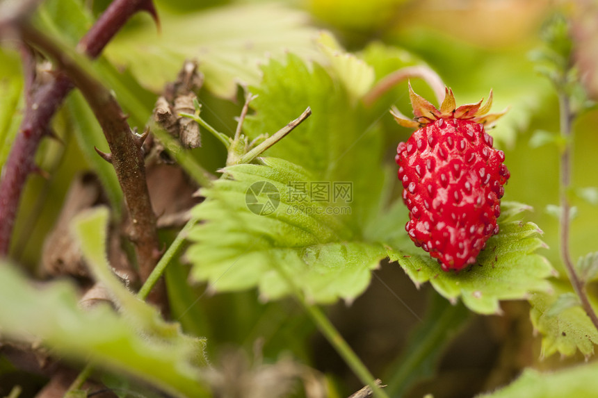 原地野草莓摄影野生动物红色水果农村夏令荒野英语绿色宏观图片