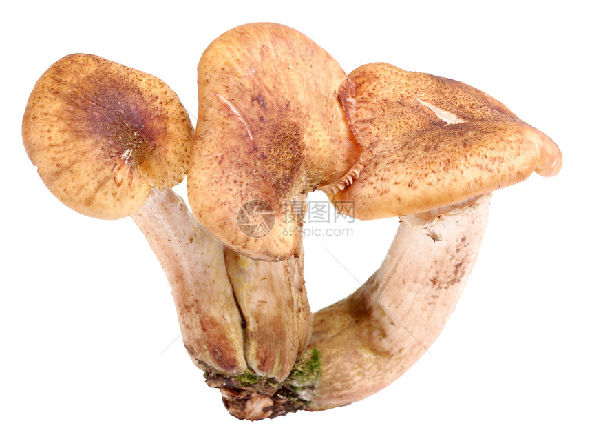 三组新鲜蘑菇身体午餐工作室森林婴儿季节蔬菜摄影宏观照片图片