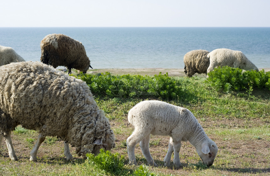 牧羊群蓝色旅行羊肉太阳动物土地风景草地岩石地平线图片