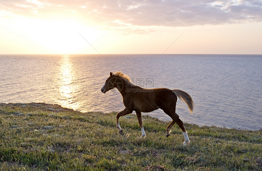 马场景风景蓝色跑步海景海岸线海滩朋友们马匹地平线图片