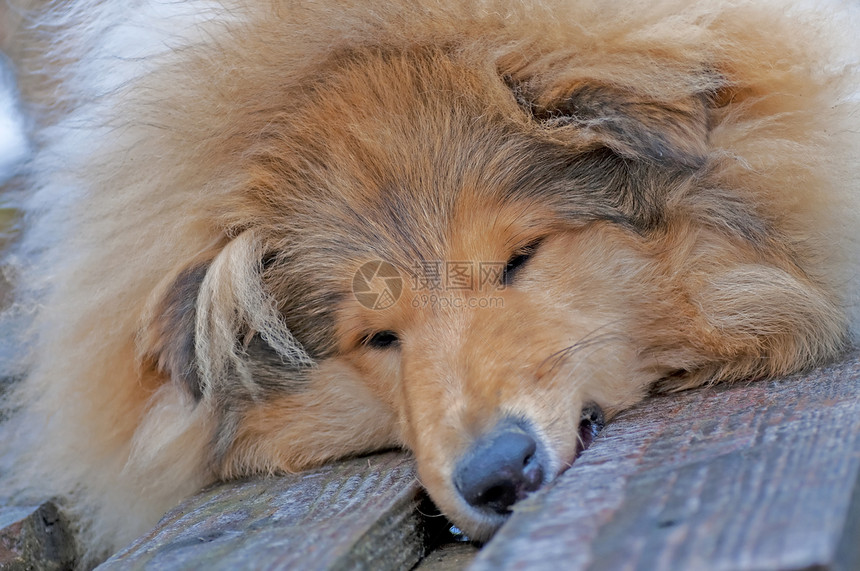 英属克利狗的头纯种狗隐藏小狗狗皮肤头发宠物毛皮小狗冬衣图片