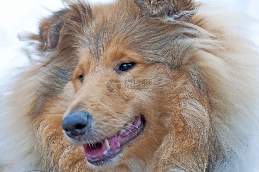 英属克利狗的头小狗皮肤宠物纯种狗隐藏冬衣小狗狗头发毛皮图片