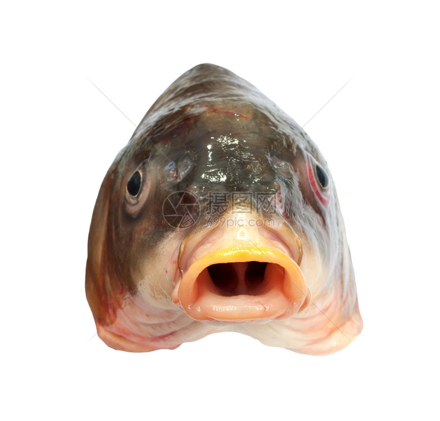 大鲤鱼头部食物爱好饮食嘴唇宏观眼睛健康白色钓鱼厨房图片