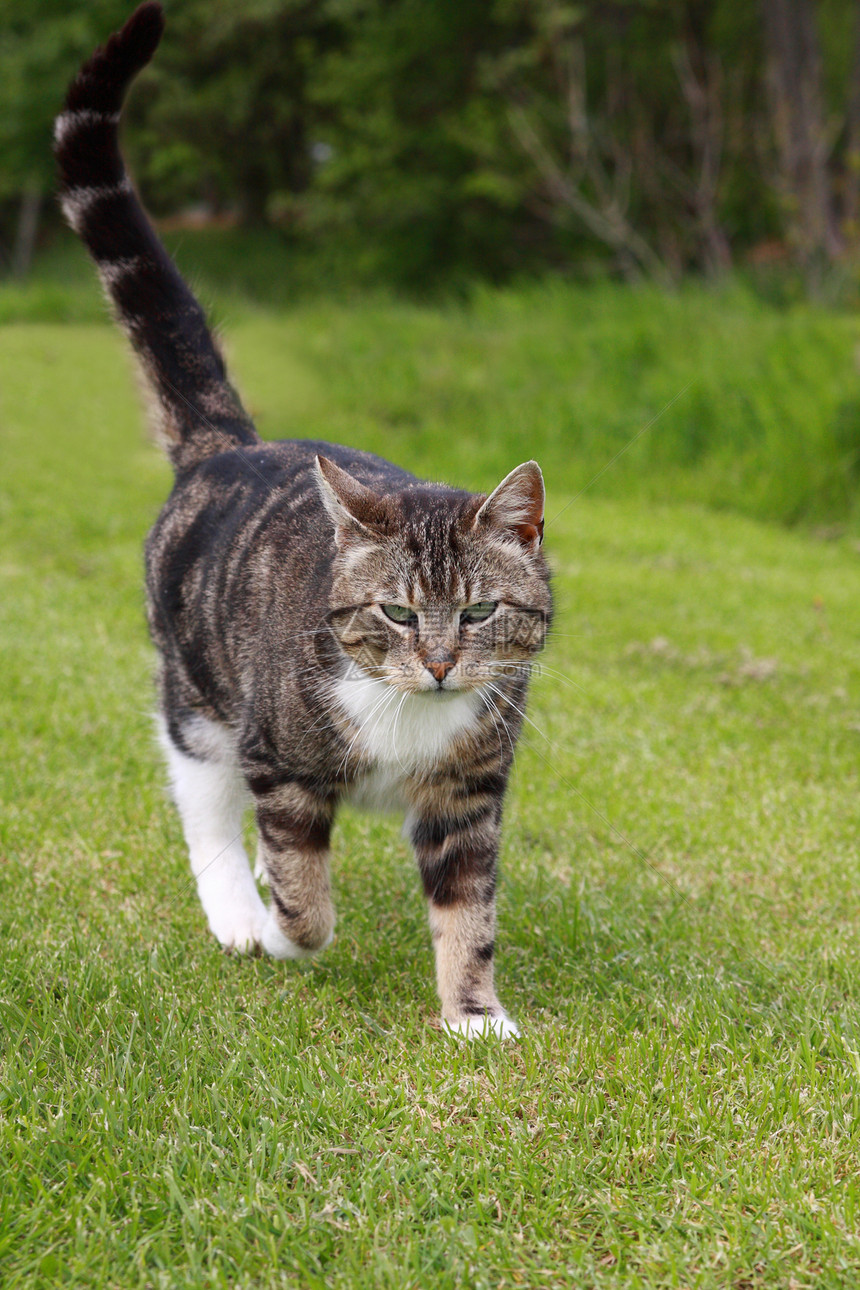 灰猫宠物灰色动物群乡村动物哺乳动物猫咪条纹猫科虎斑图片