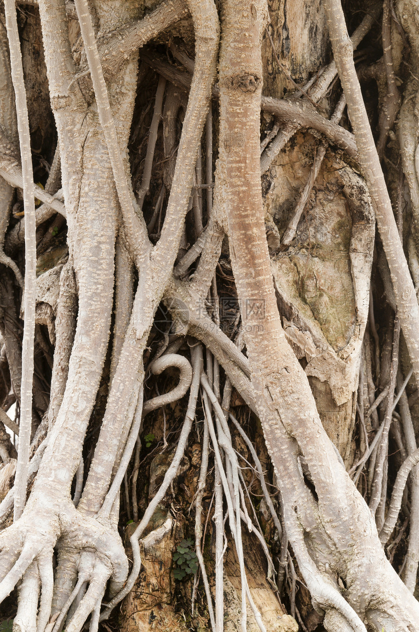 或又称古巴劳雷尔的近距离根盆栽宏观纠纷植物桂树图片