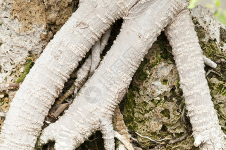 或又称古巴劳雷尔的近距离根盆栽植物桂树宏观纠纷背景图片