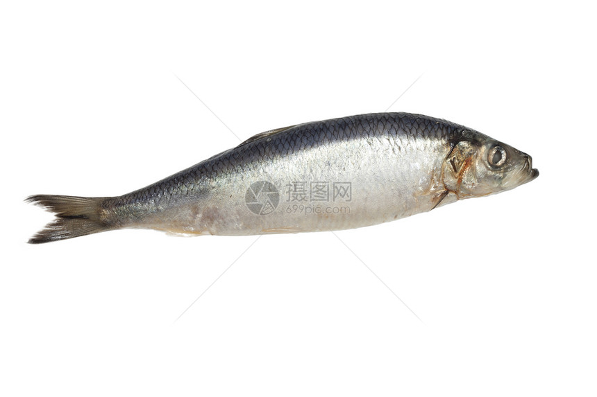 白底的咸鱼鲱鱼海鲜妻子盐渍钓鱼白色皮肤尾巴食物图片