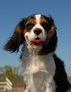 骑兵骑士王查尔斯犬类宠物动物猎犬背景图片