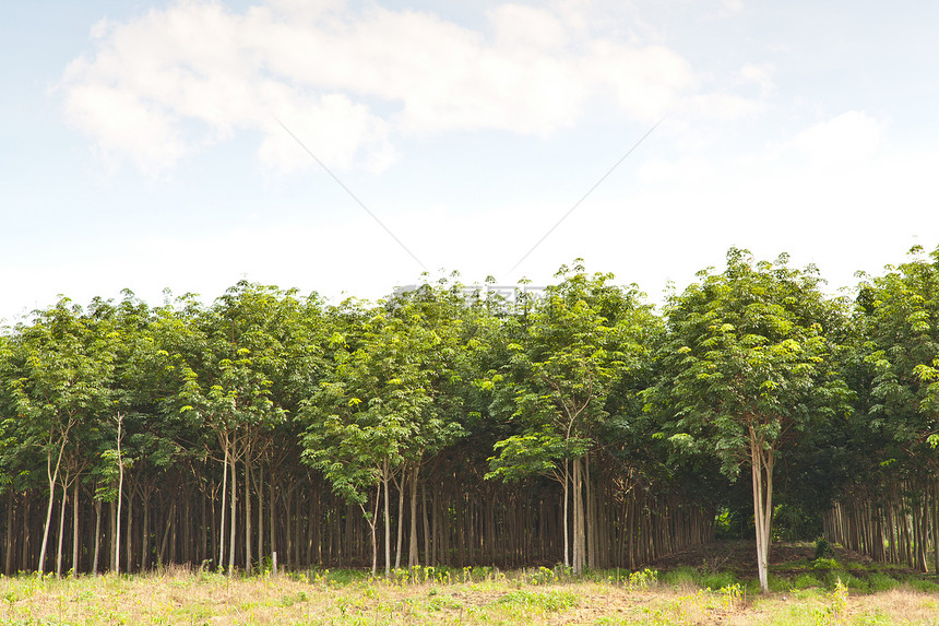农业 橡胶树和植物生长松紧带木头橡皮处理生产种植园林地热带土地木材图片
