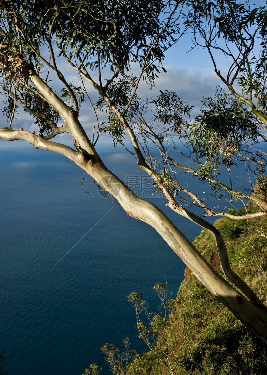 海景与eucalyptus树地平线海洋天空桉树阳光场景植物海岸悬崖晴天图片