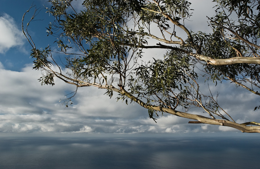 海景与eucalyptus树太阳悬崖海洋阳光植物树叶地平线桉树天空微风图片