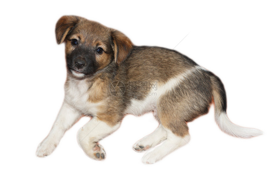 白色背景的 Beagle(1 5个月)图片