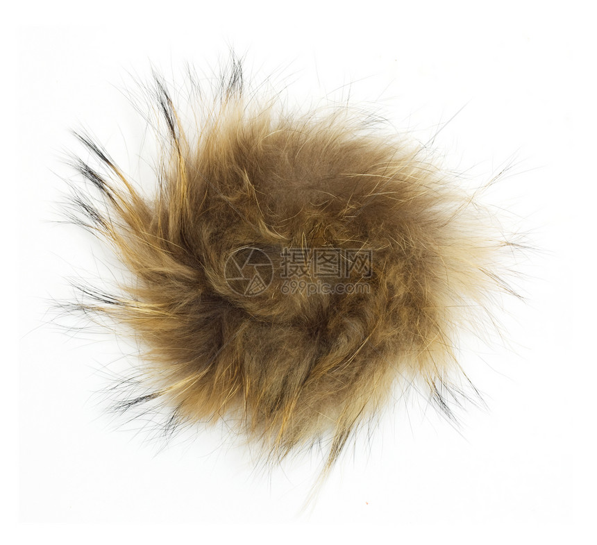 白色背景上的毛皮地毯棕色绒毛框架情调动物头发异国猫科外套图片