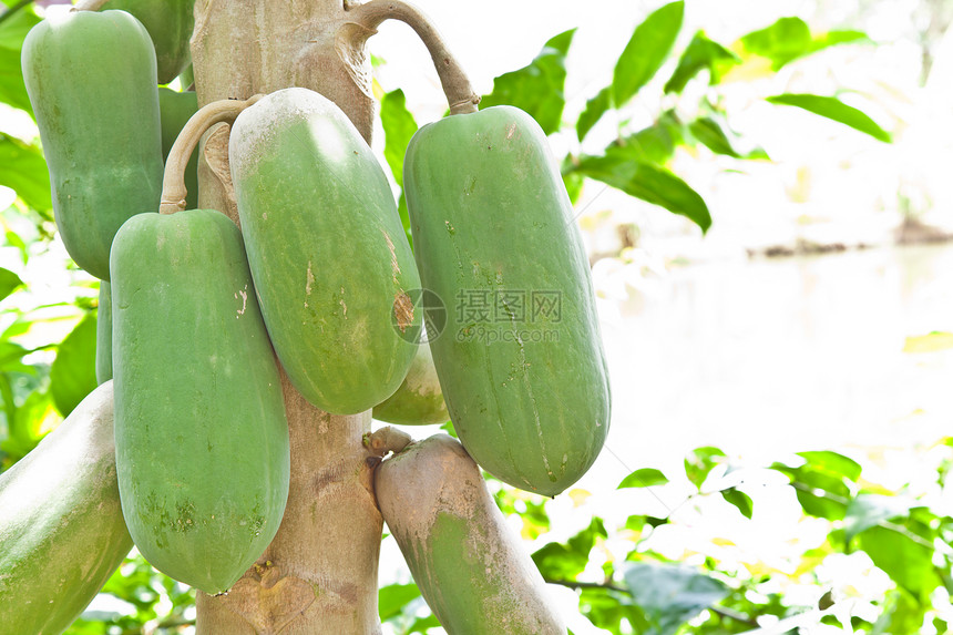 果实上挂着木瓜的果实绿色食物树干热带假期树梢农业水果营养花园图片