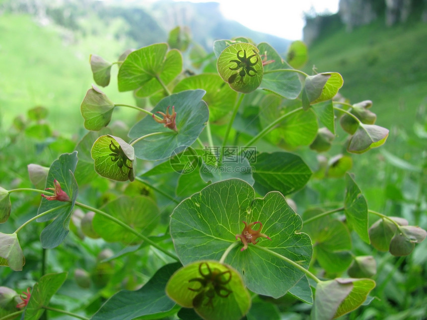 花青菜植被高山植物群植物季节背景草甸花瓣程度图片