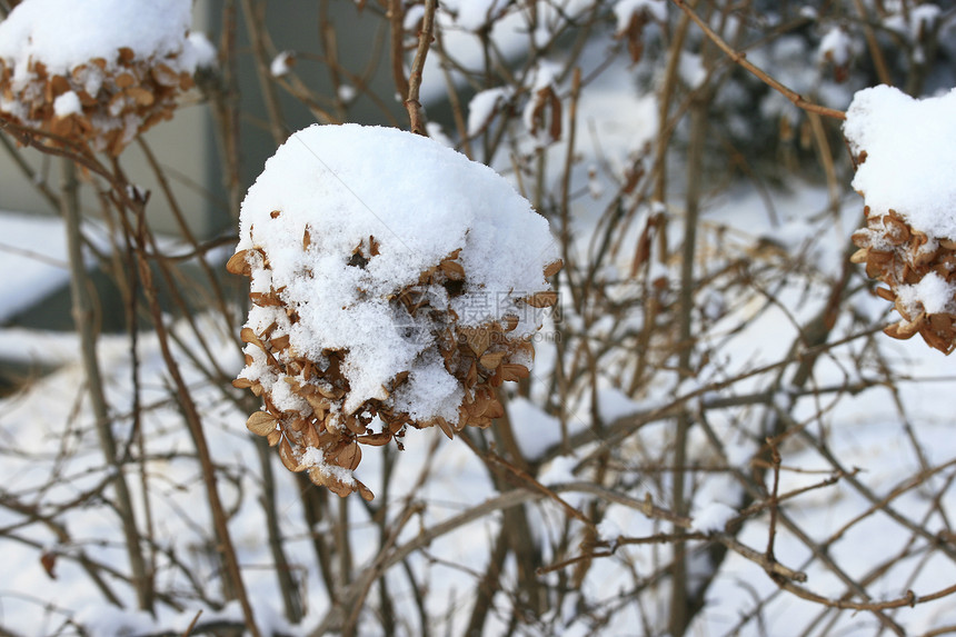 冬叶覆盖着积雪季节叶子森林植物环境寒冷寒意季节性图片