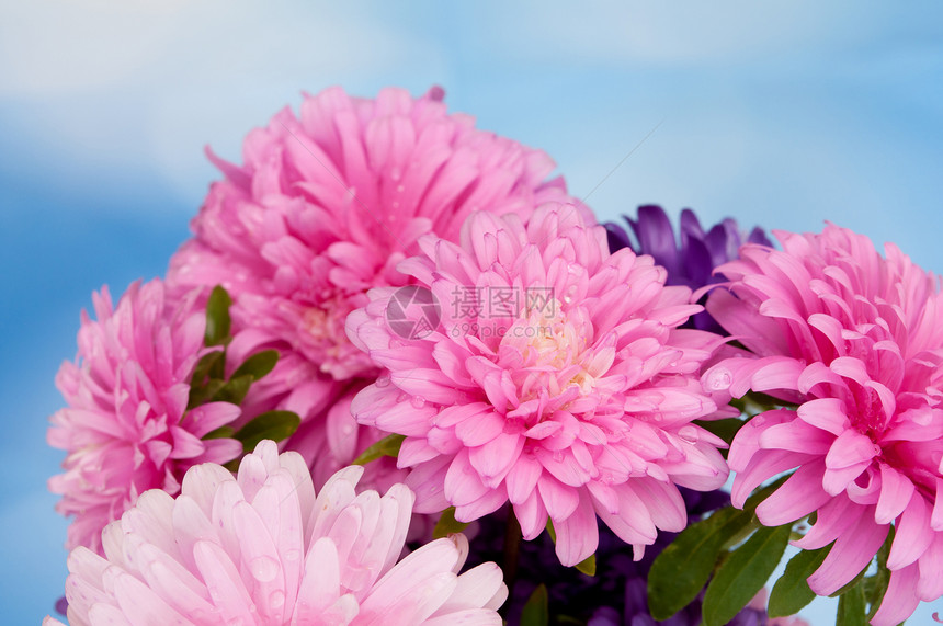 Dahlia 花朵大丽花植被生物学植物学叶子园艺植物群投标香水植物图片